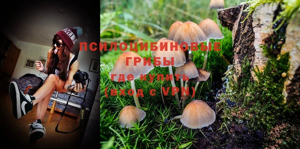 прущие грибы Новозыбков