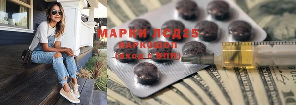 прущие грибы Новозыбков
